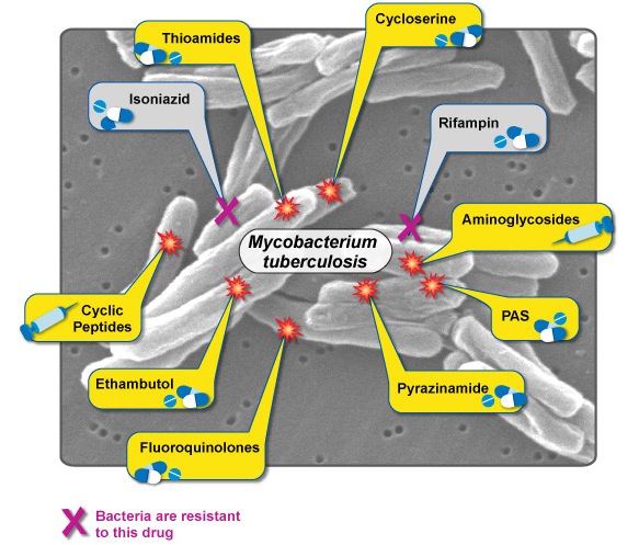 Resistensi Mycobacterium tb terhadap Rifamficin dan Isoniazid