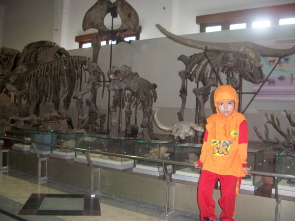 fosil kerbau purba di Museum Geologi, Bandung