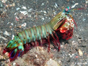 Mantis shrimp 3